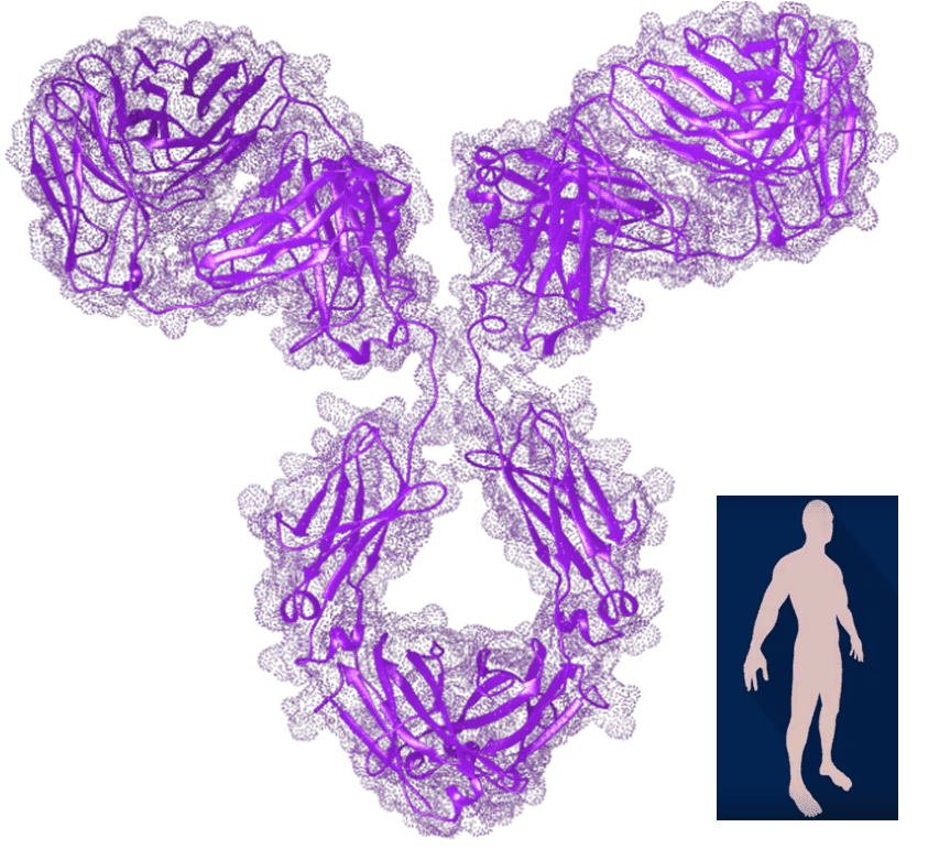 Human Antibody 